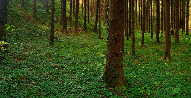 Forest Panorama stock photo