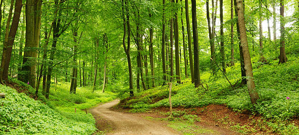 Forest path panorama stock photo
