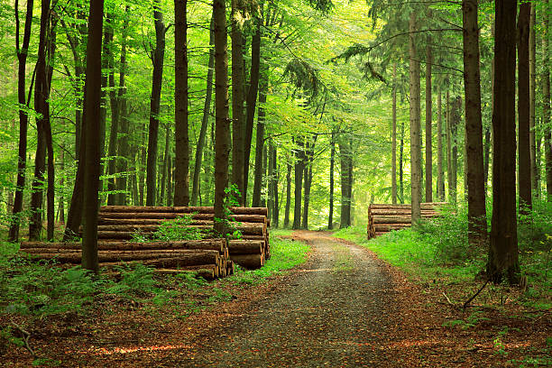 Forest Path stock photo