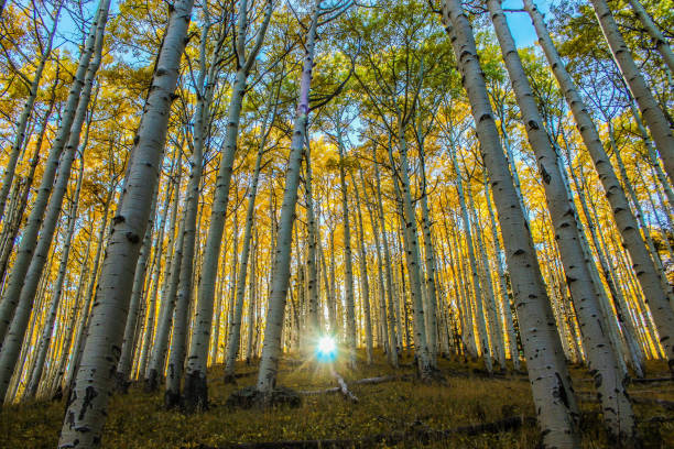 Forest Flagstaff's Forest Meadows Trail during the fall while the sun breathes through the aspen trees. flagstaff arizona stock pictures, royalty-free photos & images