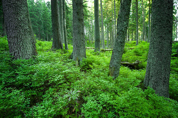 forest reserves forest reserves boreal forest stock pictures, royalty-free photos & images