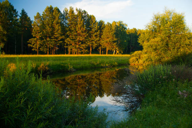 Forest river landscape stock photo