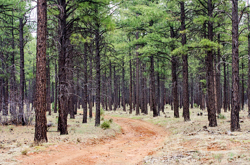Red dirt road leading through a pine forest.