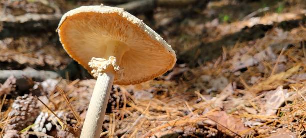 funghi della foresta - kessie foto e immagini stock