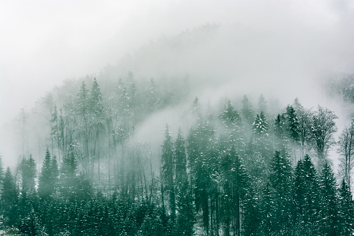 Coniferous forest in winter covered with fog that descends down the slopes of the hill