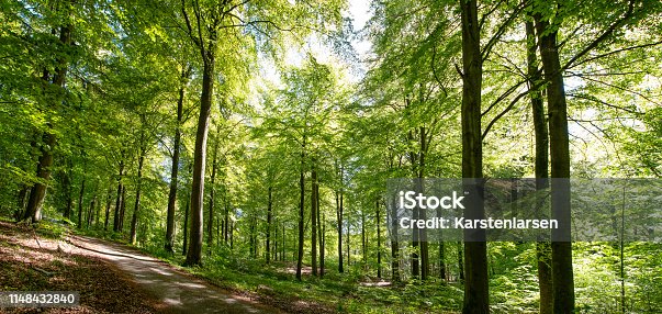 istock forest spring color 1148432840