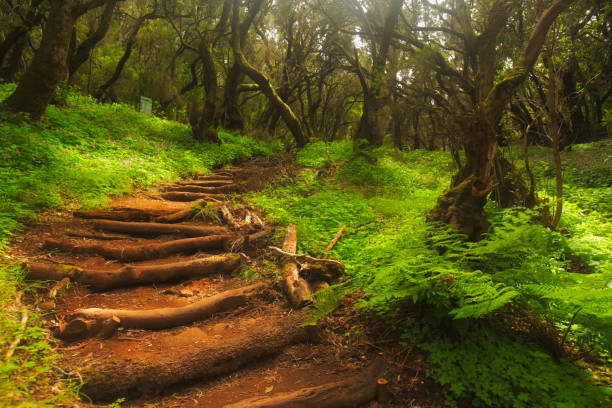 Forest stairs in a Garajonay national park stock photo