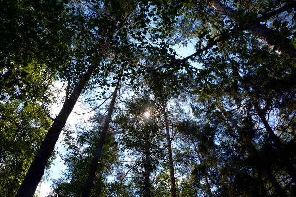 Forest sun in Buk Goralski, Poland stock photo