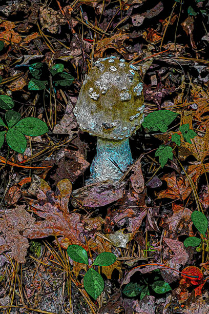 forest toadstool - burt forest imagens e fotografias de stock