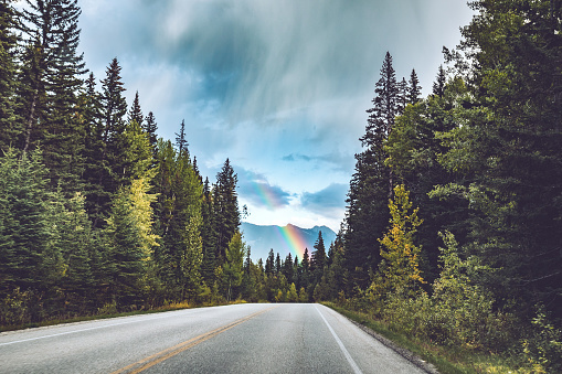 Forest Trees Road With Mountains and a Rainbow