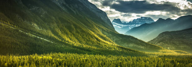 Forest view panoramic of Mount Rundle in Banff National Park stock photo