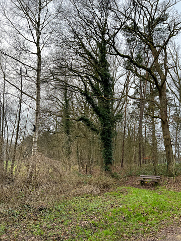 A forest with fields and a bench in winter.