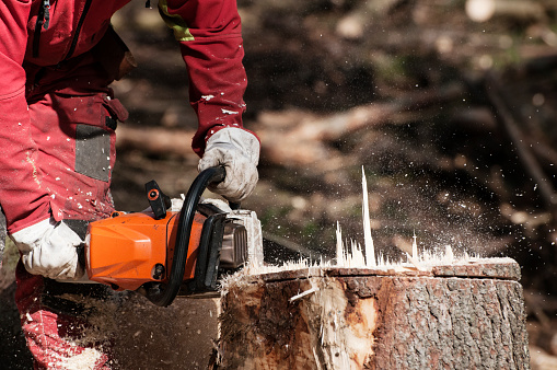 Forestry worker cutting the stump of a spruce tree with chainsaw