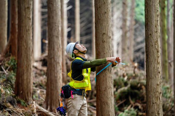 Forestry worker measuring and marking trees stock photo