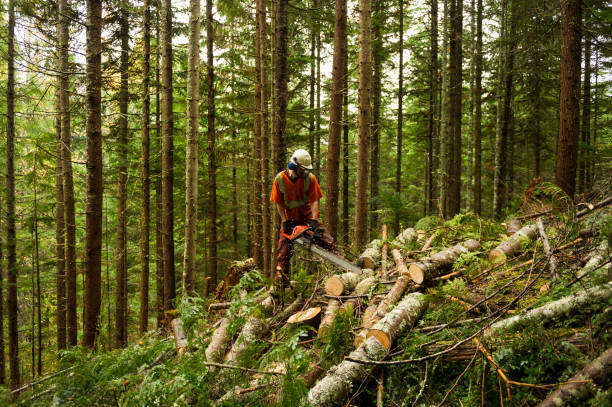 Forestry worker thinning trees to prevent large forest fires stock photo