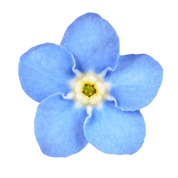 Forget-me-not Blue Flower Isolated on White stock photo