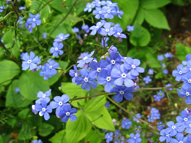 Forget-me-not flower. stock photo