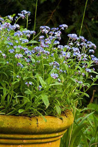 forget-me-not stock photo