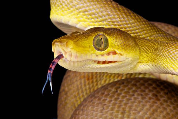 Forked  Snake Tongue Snakes use their forked tongue to taste and smell their surroundings. The chemicals in the air are analyzed in the Jacobson's organ in the mouth of the snake. snake with its tongue out stock pictures, royalty-free photos & images