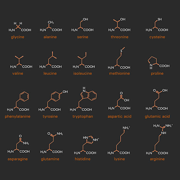 Formulae for amino acids Table showing the diagrammatic formulae and structure of a variety of amino acids showing the position of the amino and carboxylic acid groups within the organic compound amino acid stock pictures, royalty-free photos & images
