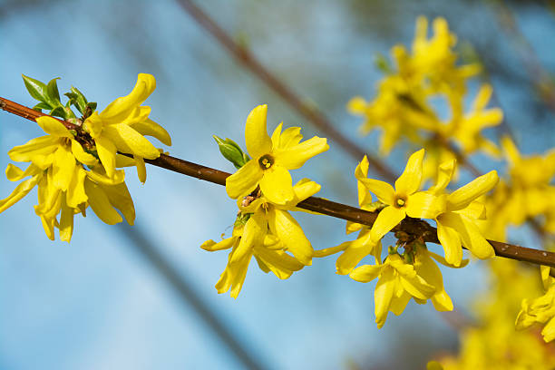 forsythia, a beautiful spring bush with yellow flowers stock photo