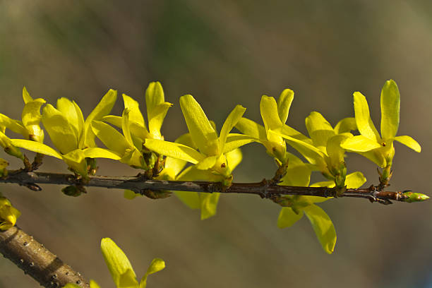 Forsythia, a beautiful spring bush with yellow flowers stock photo