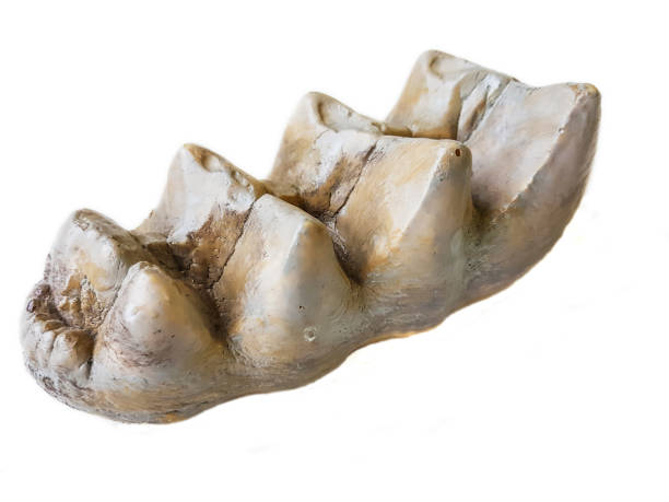 Fossil mammoth molar stock photo
