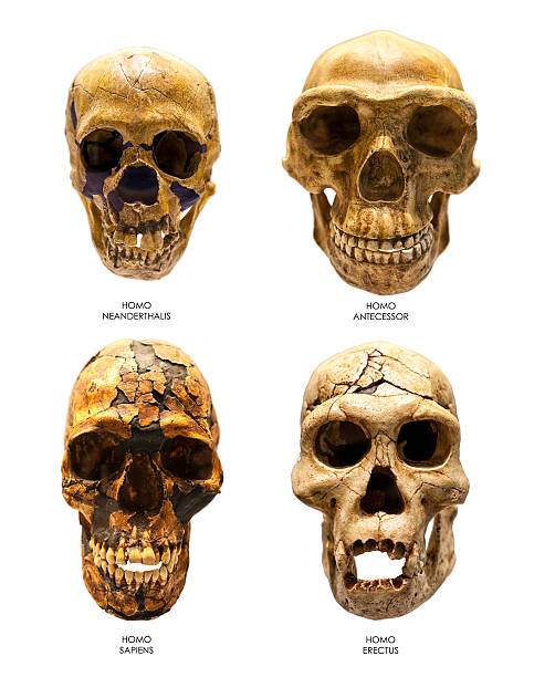 fossil schädel von homo erectus, sapiens, neanderthalis und antecessor - neandertaler stock-fotos und bilder