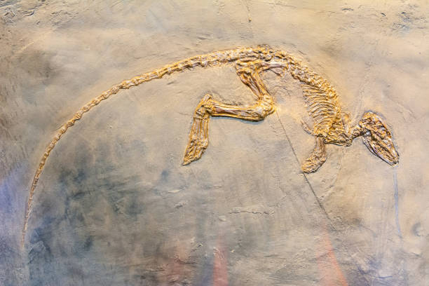 Fossilized skeleton of Paroodectes feisti, a miacid animal that lived during the early Eocene (ca. 50 million years ago) in the rain forests and swamps of the present-day Germany stock photo
