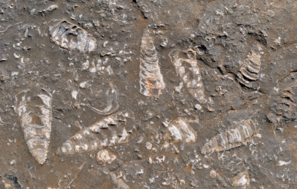 Fossils, Oman stock photo