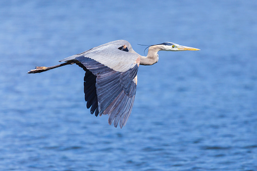 The Great Blue Heron is a large wading bird most commonly found near bodies of water. They can be found year-round in most of the continental United States.