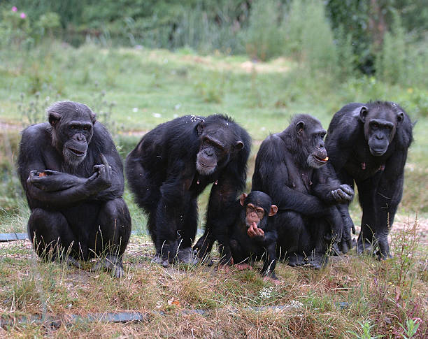 Welche Kriterien es vorm Kauf die Schimpansen bilder zu analysieren gilt!