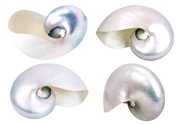 four big seashells isolated four big seashells isolated on white background mother of pearl stock pictures, royalty-free photos & images