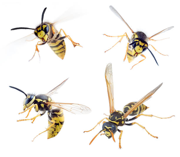 four buzzing wasps on a white background - wespen stockfoto's en -beelden