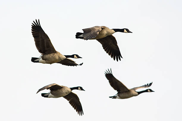 Four Canada geese flying stock photo
