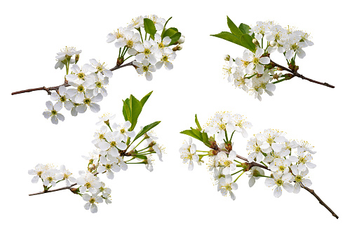 Four cherry tree branches in blossom isolated on white background in springtime for graphic materials and design