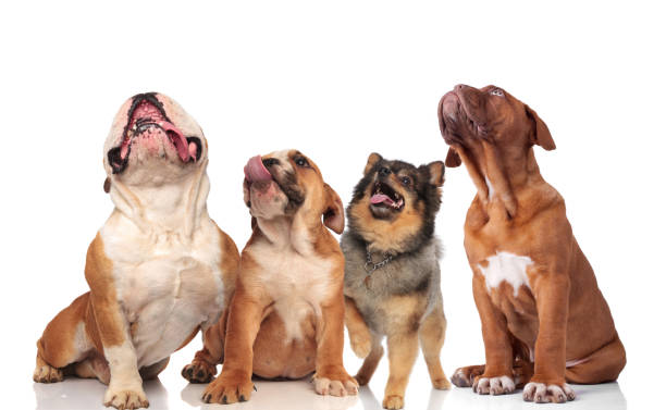 four cruious dog friends looking up four curious dog friends looking up while standing and sitting on white background boxer puppies stock pictures, royalty-free photos & images