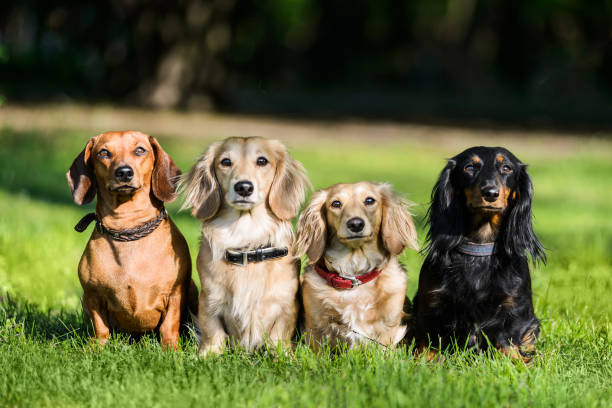four dachshunds sitting in row on grass Four dachshund dogs sitting in row on grass wathcing their master dachshund stock pictures, royalty-free photos & images