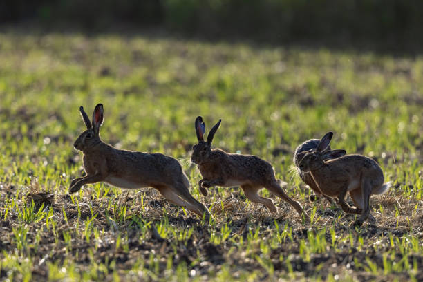 Four european hares stock photo