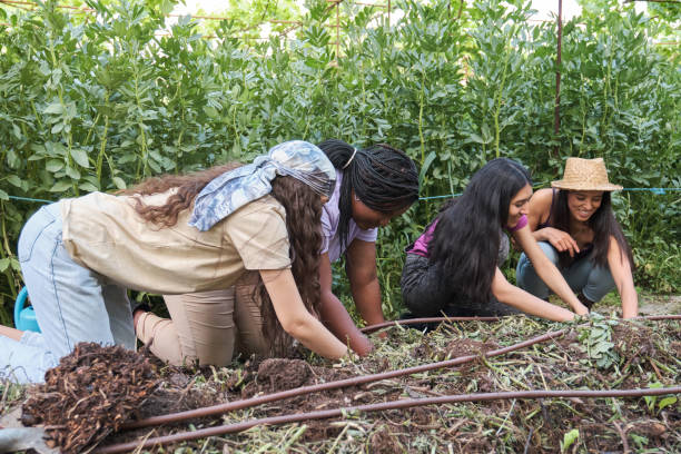 Four female farmers planting tomato seedlings from a seedbed into the ground. stock photo