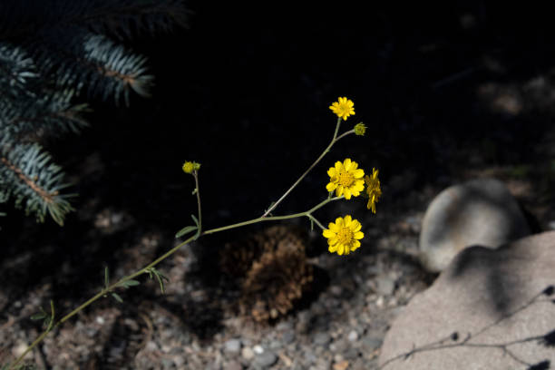 Four Full Bloom Small Yellow Wildflowers Growing Under a Tree stock photo