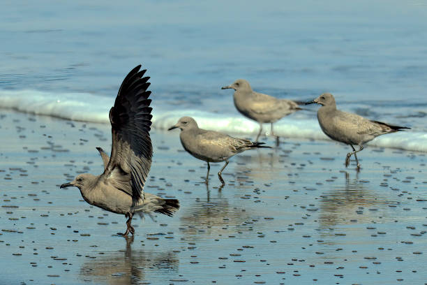 Four Grey Gulls wait in the surf of a beach in central Chile stock photo