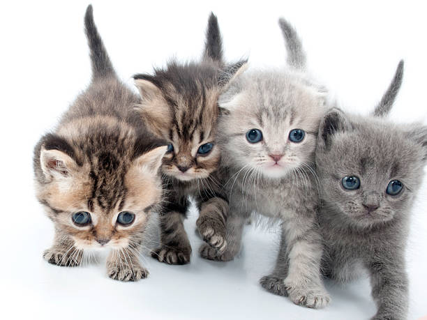 four kittens walking together stock photo