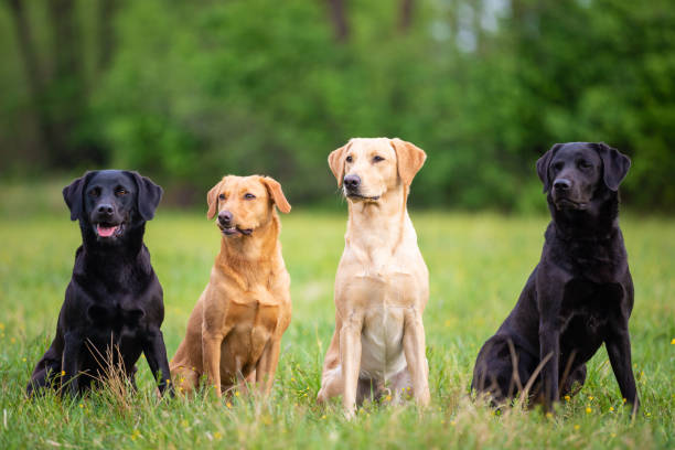 Four Labrador Retriever dogs in different colors stock photo