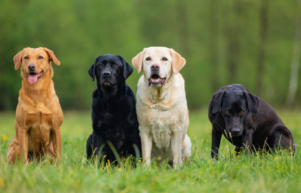 Four Labrador Retriever dogs. Small depth of field stock photo