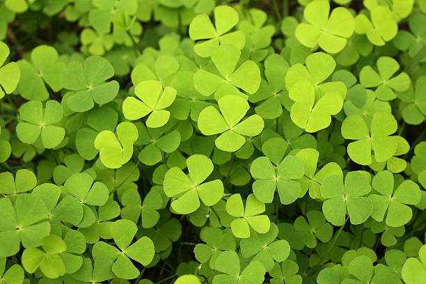 Choses diverses et variées que vous voulez partager ! - Page 7 Four-leaf-clover-green-background-picture-id488539808?k=6&m=488539808&s=612x612&w=0&h=BM9Jz5knRActSUGlmKJjbCvkPOlk_DDXNWVDgRxq8vM=