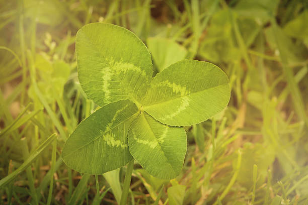 Four leaved fortune, Finding four leaf clover stock photo