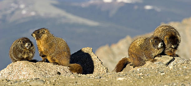 Four Marmots Playing On Rocks at Mount Evans, Colorado stock photo