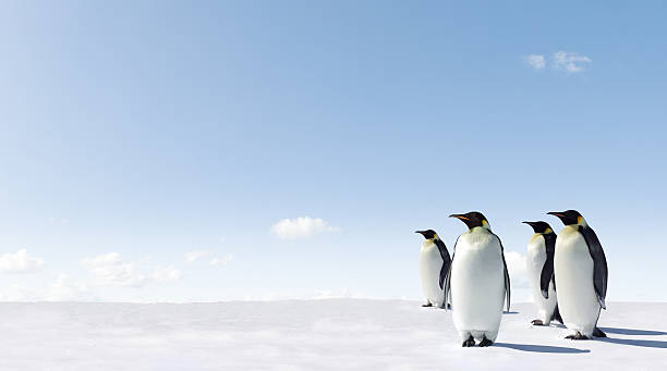 Four penguins standing tall on a snow-covered surface stock photo