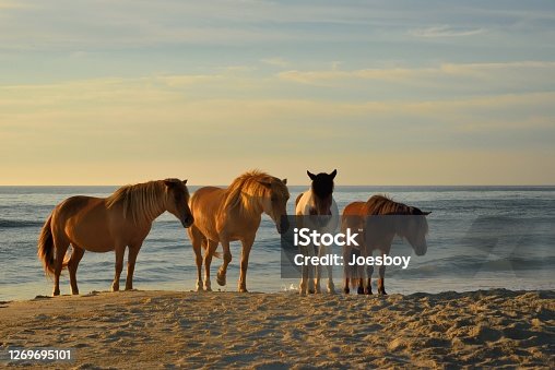 istock Four Ponies on the Beach - II 1269695101